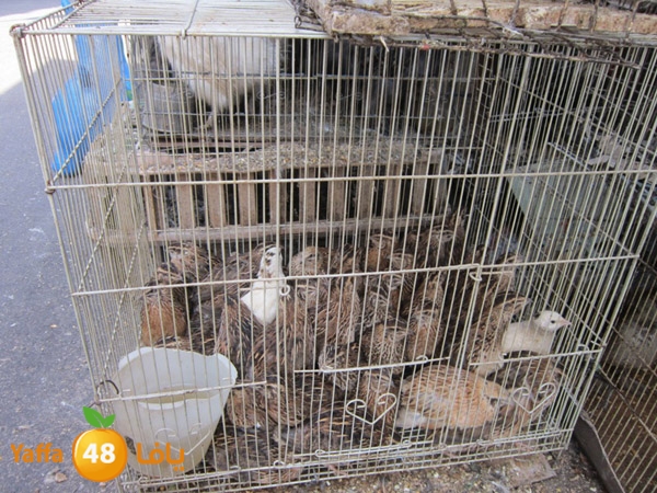 zatoon bayareq (16).JPG